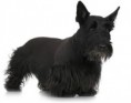 TERRIER ESCOCES